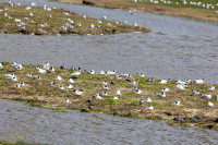 Koudepolder en Kaarspolder